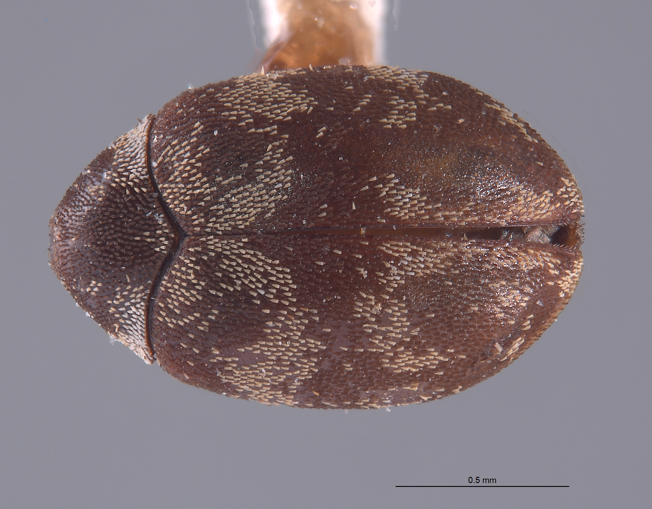 Anthrenus blanci image
