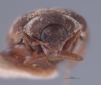 Anthrenus blanci image