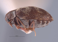 Anthrenus blanci image