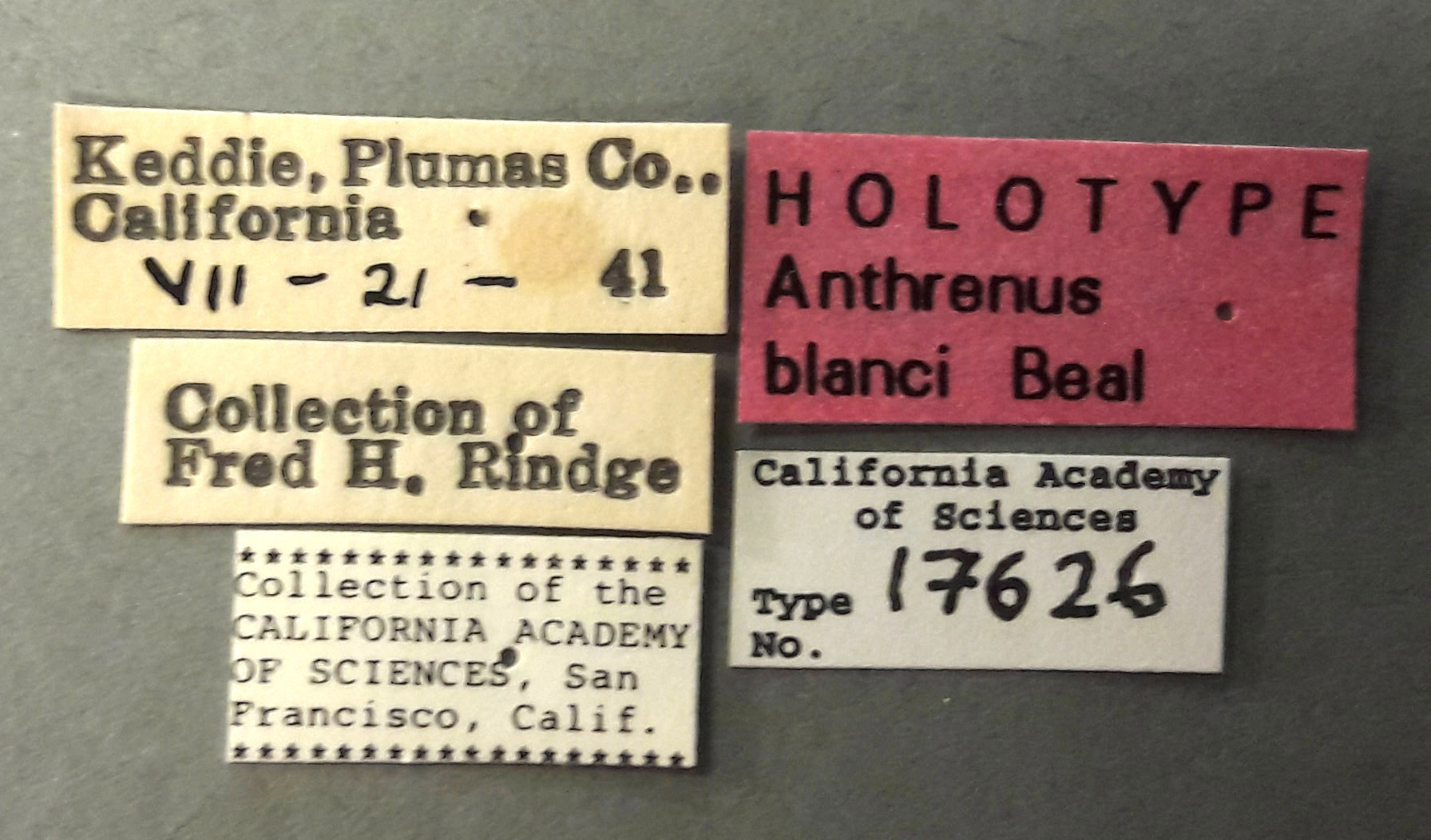 Anthrenus blanci image