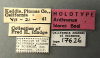 Anthrenus blanci image