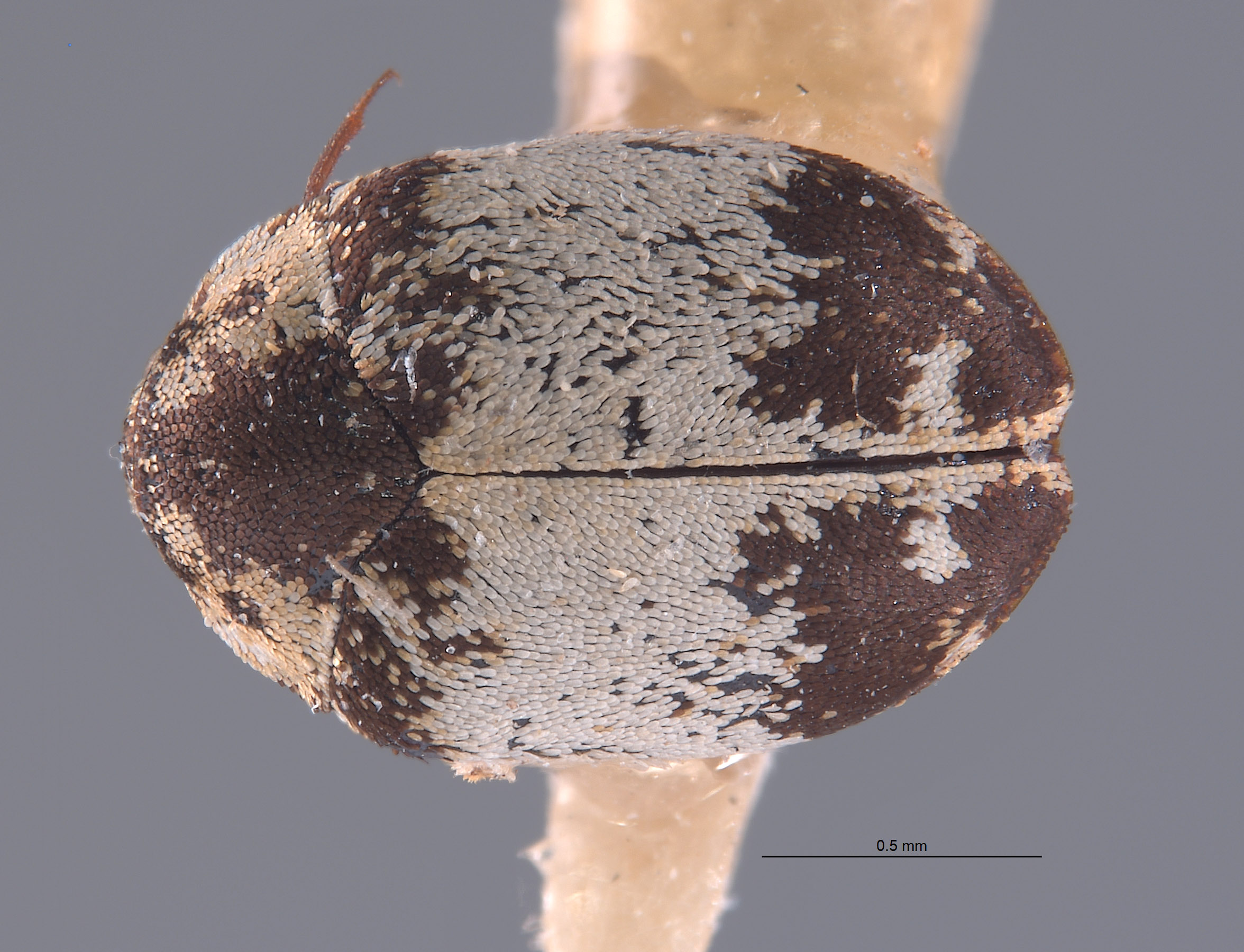 Anthrenus chiton image