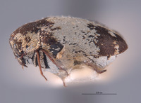 Anthrenus chiton image