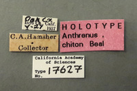 Anthrenus chiton image