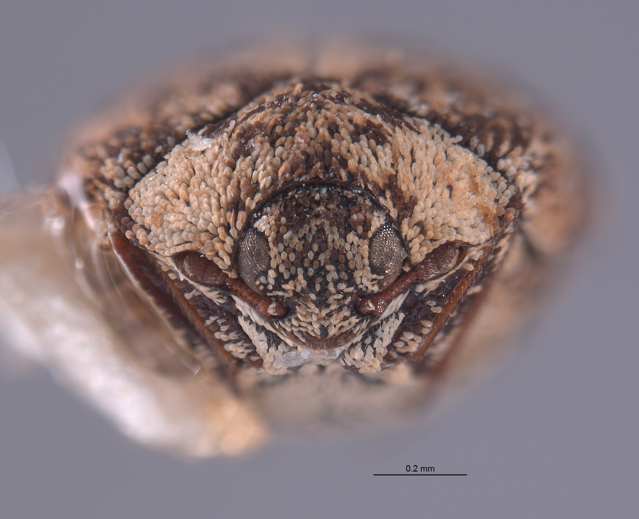 Anthrenus fucosus image