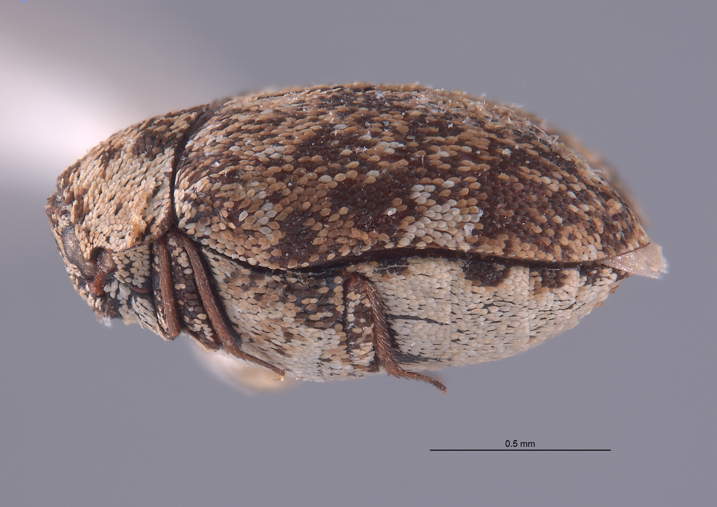 Anthrenus fucosus image