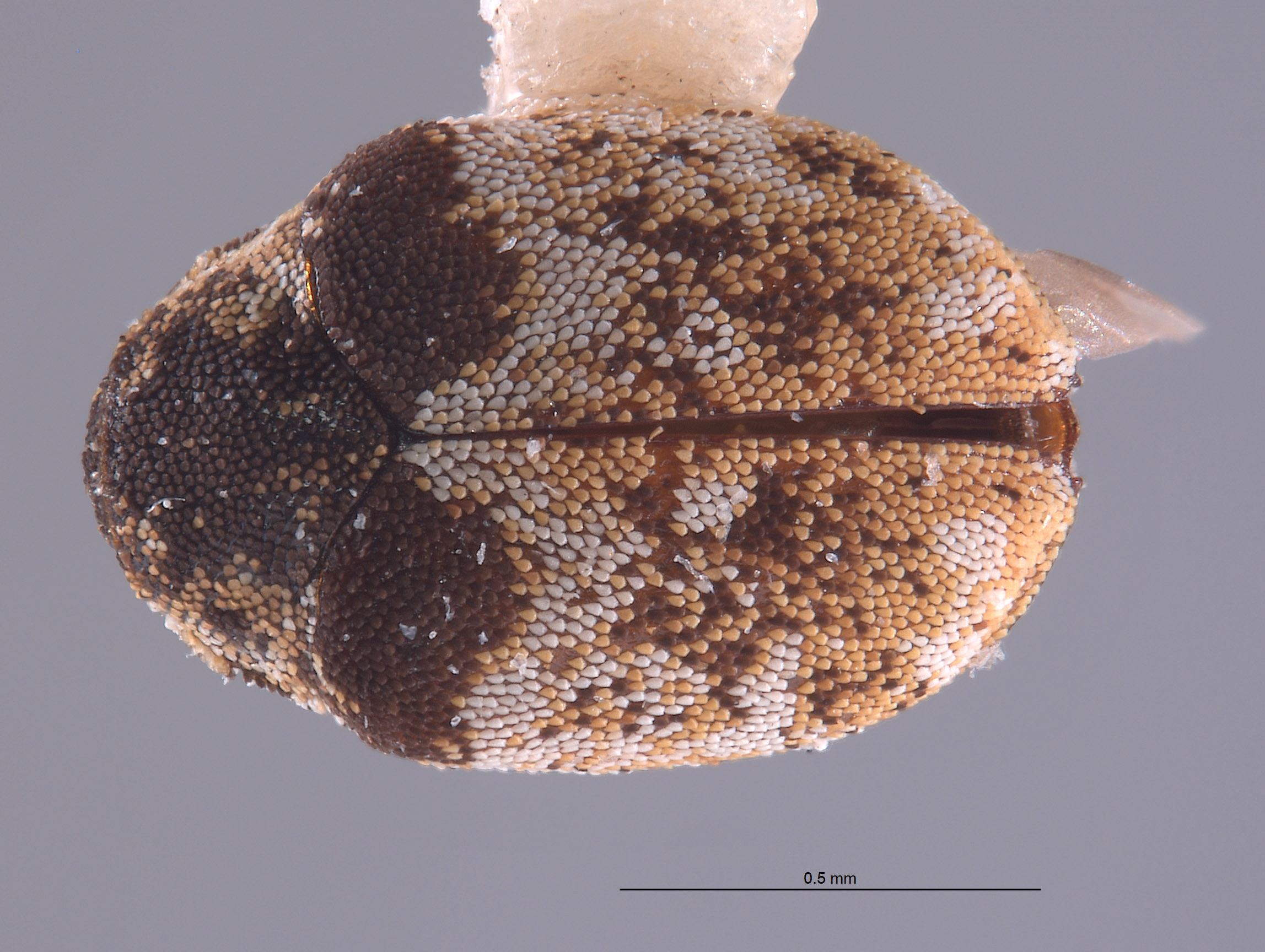 Anthrenus omoi image