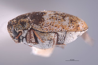 Anthrenus omoi image