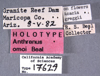 Anthrenus omoi image