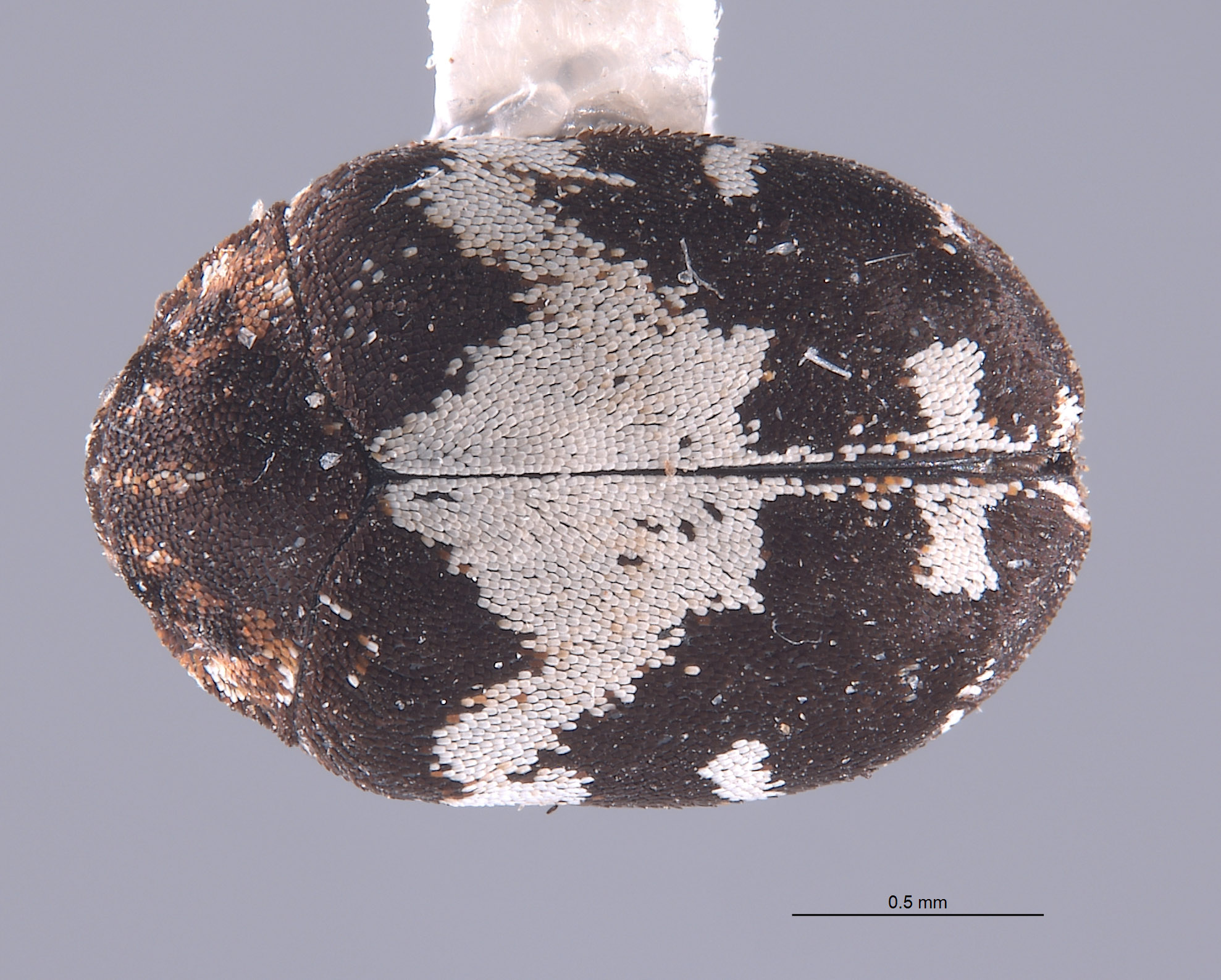 Anthrenus sophonisba image