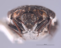 Anthrenus sophonisba image