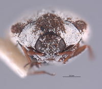 Anthrenus umbra image