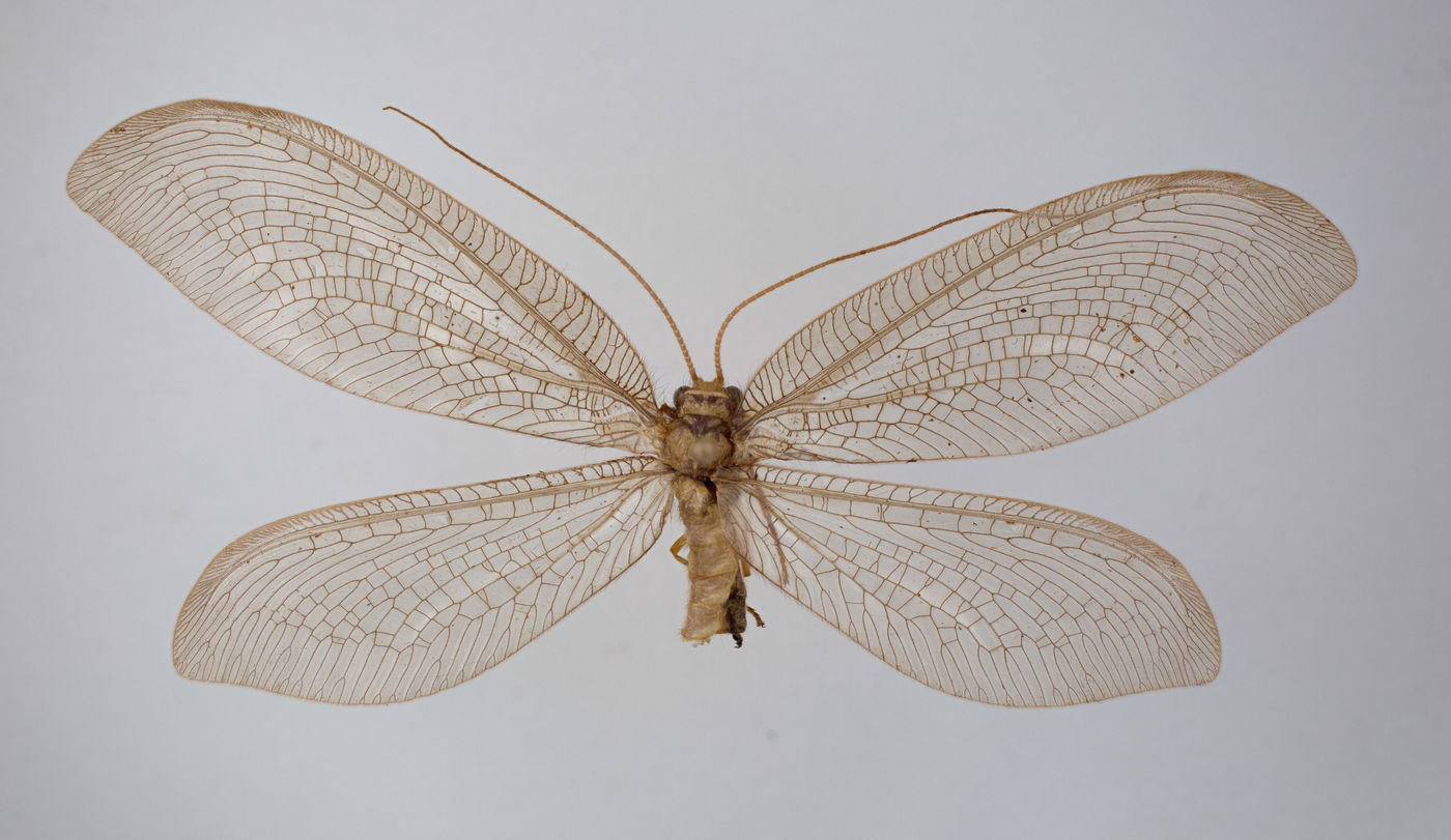 Ithonidae image