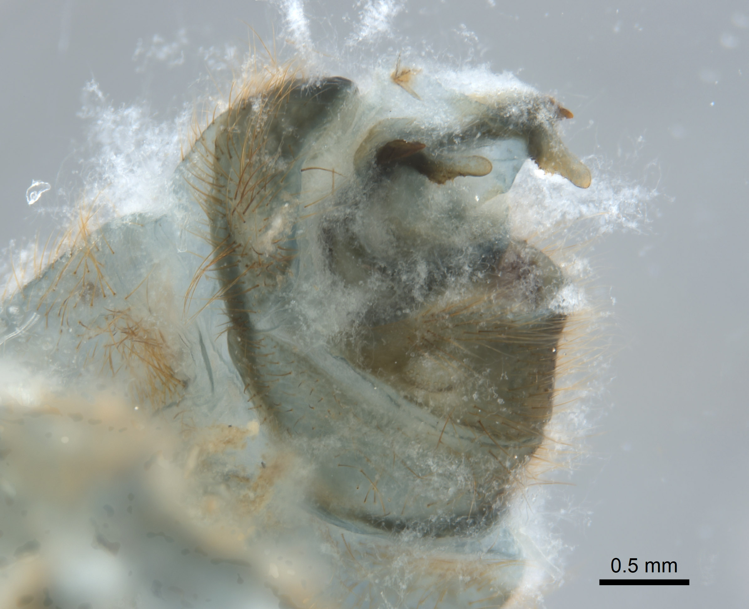 Adamsiana curoei image