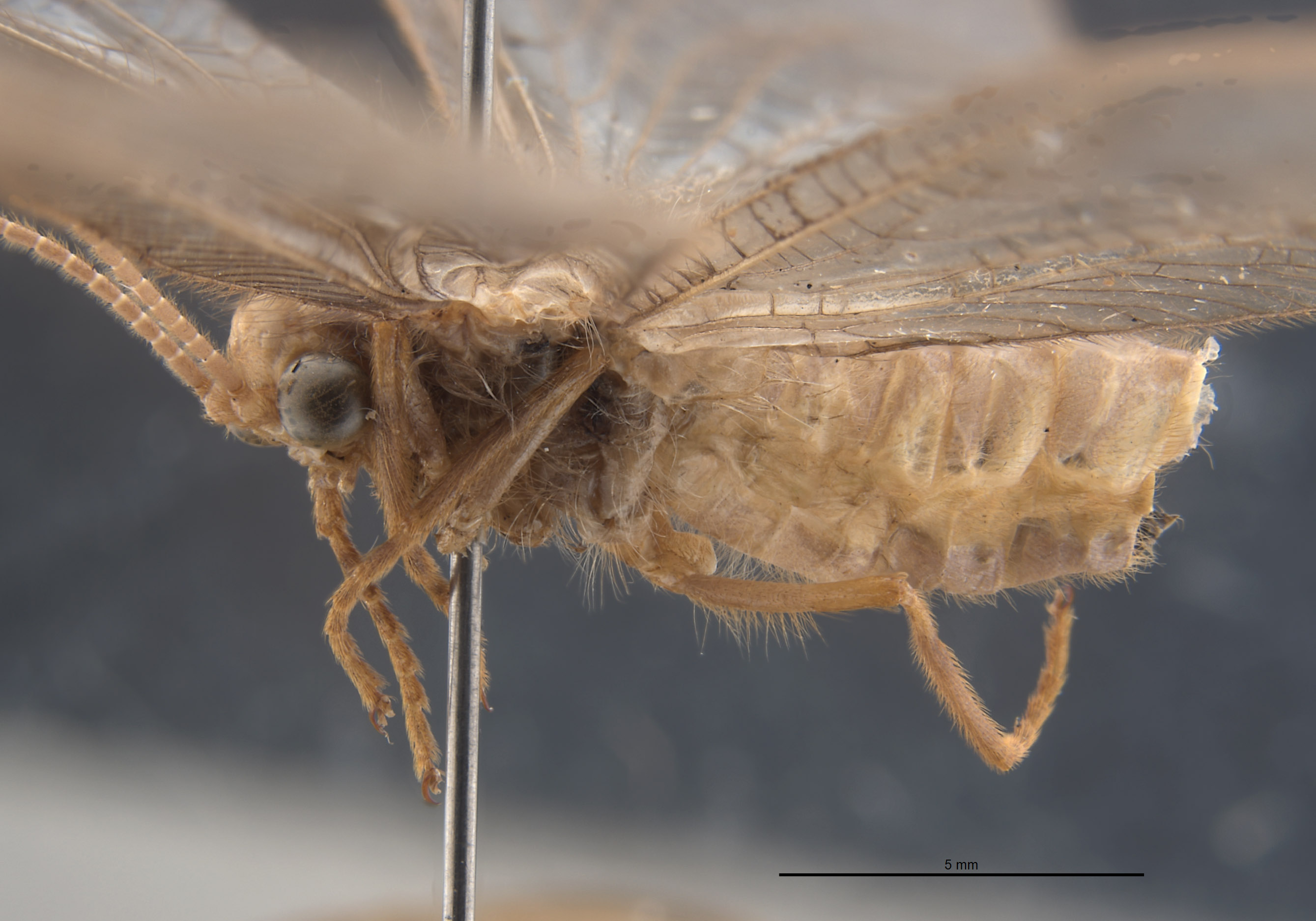 Adamsiana curoei image