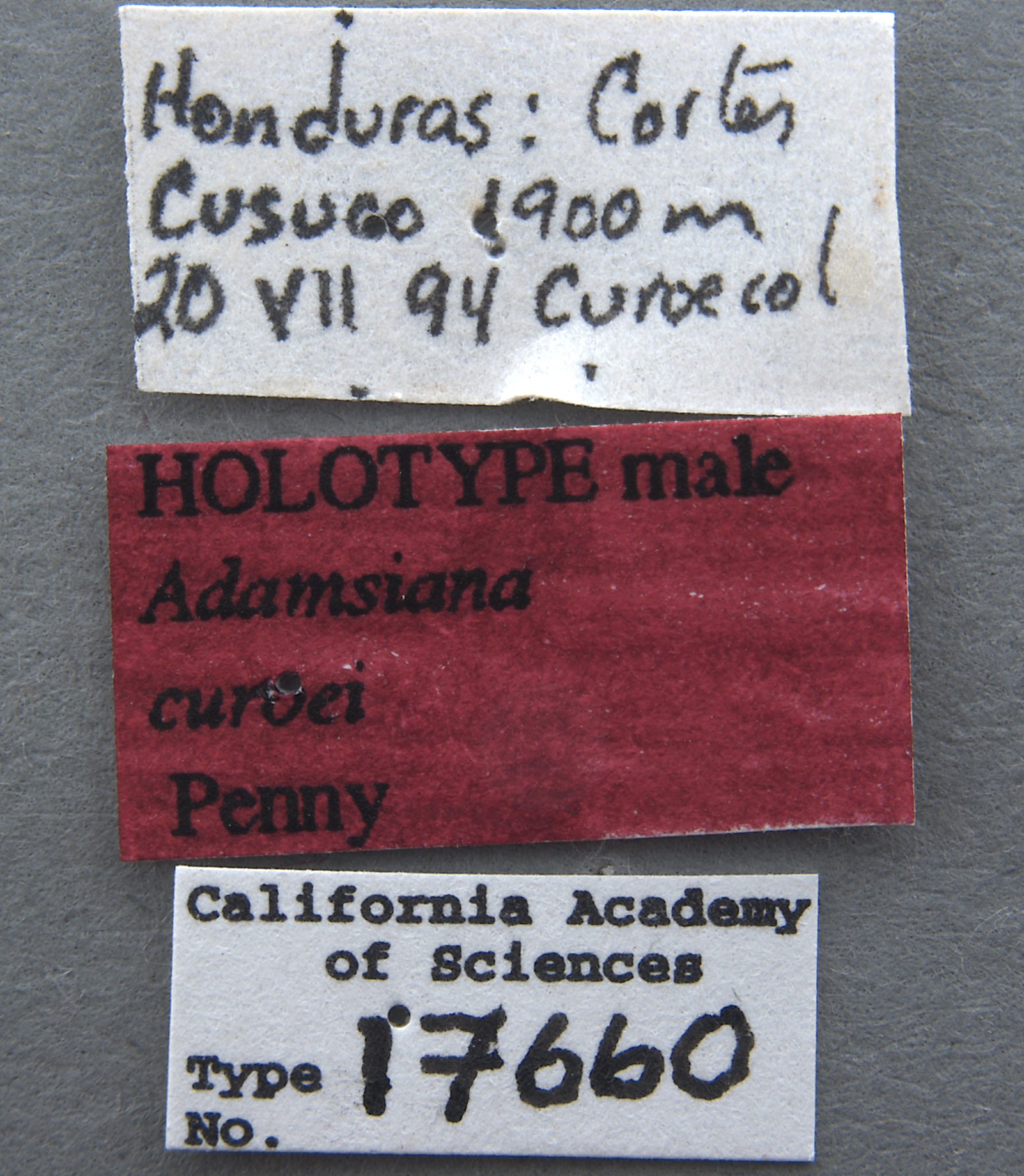 Adamsiana curoei image