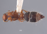 Micatagla pulawskii image