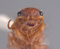 Micatagla pulawskii image