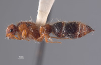 Micatagla pulawskii image