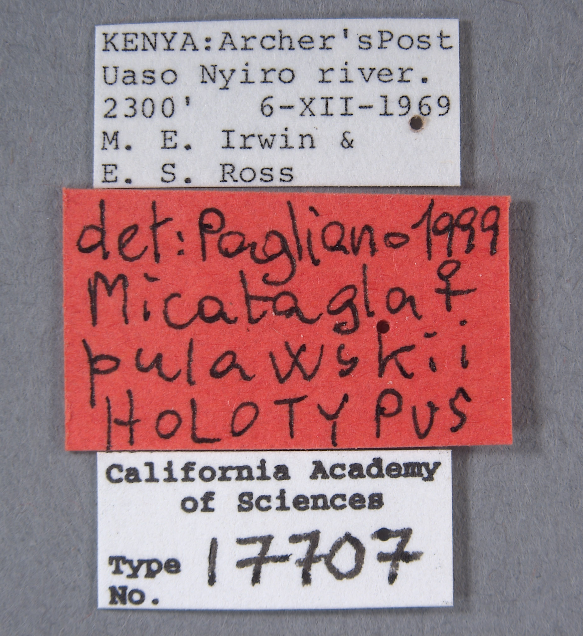 Micatagla pulawskii image