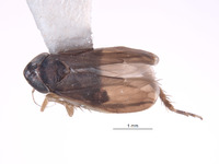 Planicephalus denticulatus image