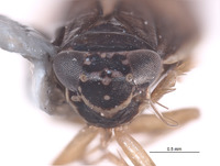 Planicephalus denticulatus image