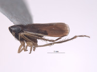 Planicephalus denticulatus image