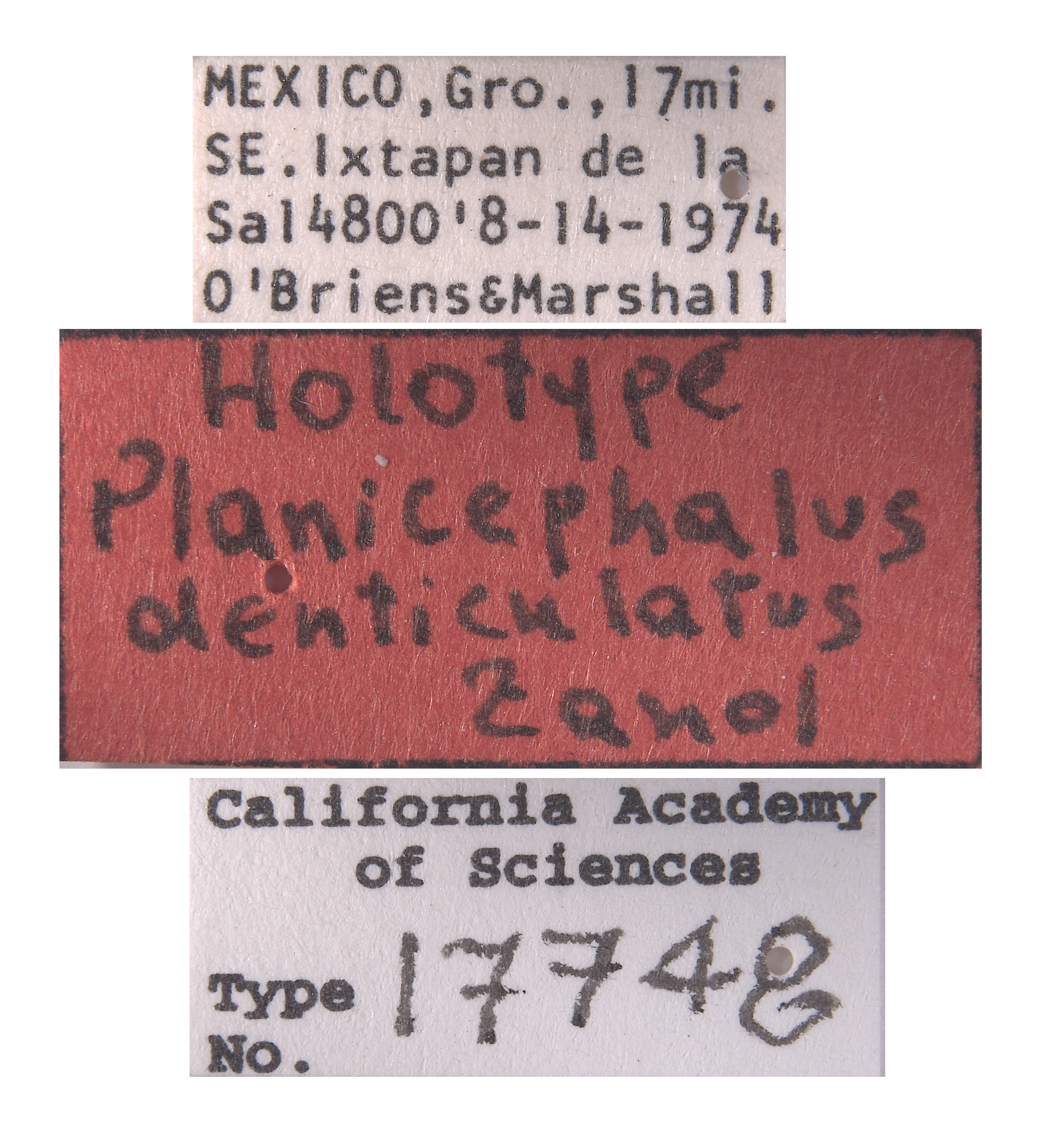 Planicephalus denticulatus image