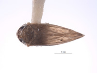 Planicephalus ecuatorianus image