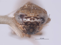 Planicephalus ecuatorianus image