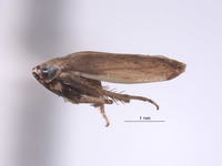 Planicephalus ecuatorianus image