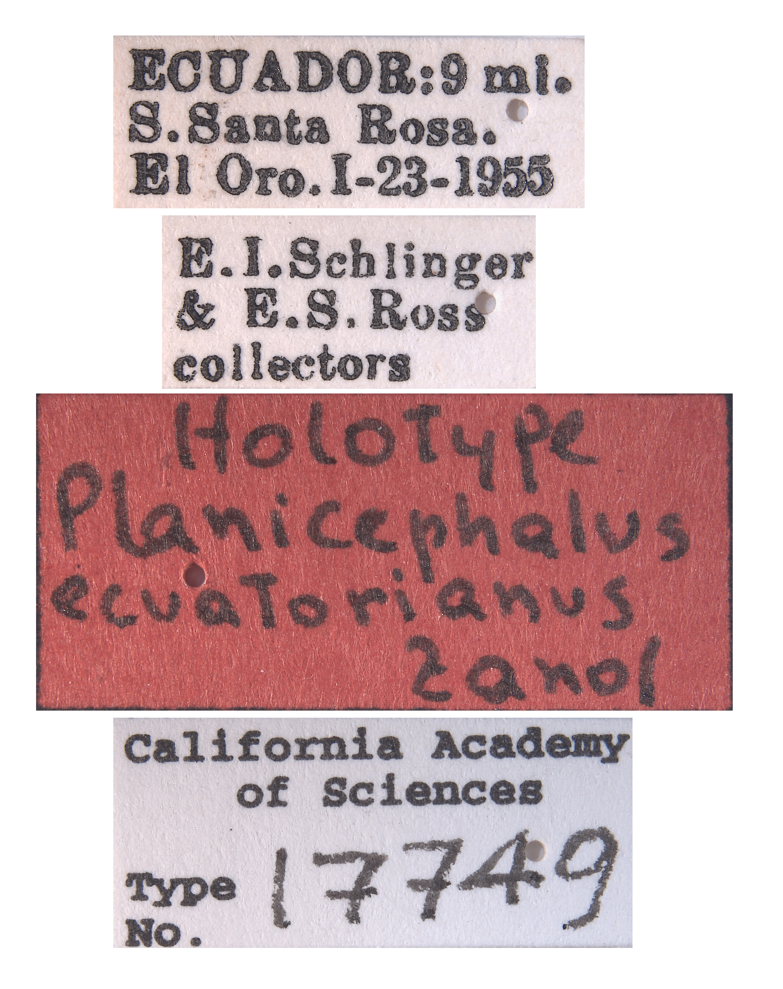 Planicephalus ecuatorianus image