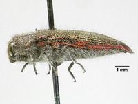 Acmaeodera rubrocuprea image