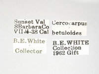 Acmaeodera rubrocuprea image