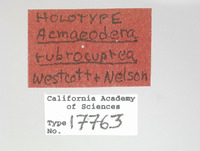 Acmaeodera rubrocuprea image