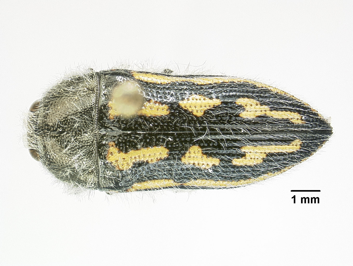 Acmaeodera pubiventris image