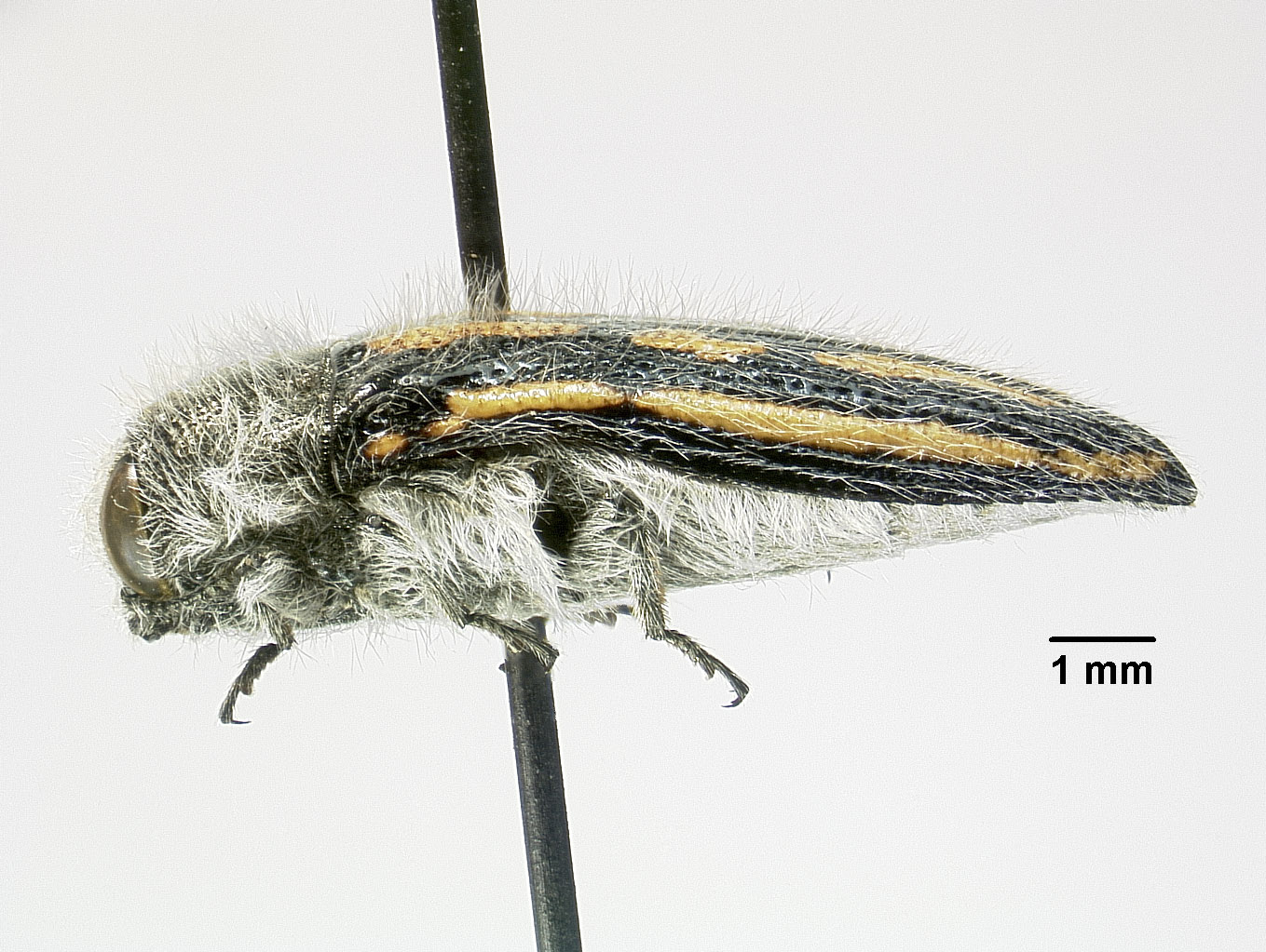Acmaeodera pubiventris image