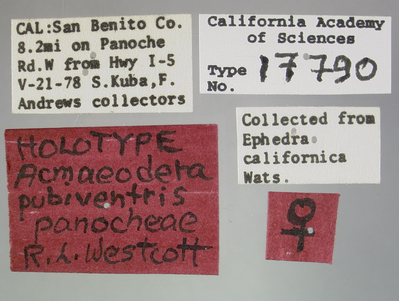 Acmaeodera pubiventris image