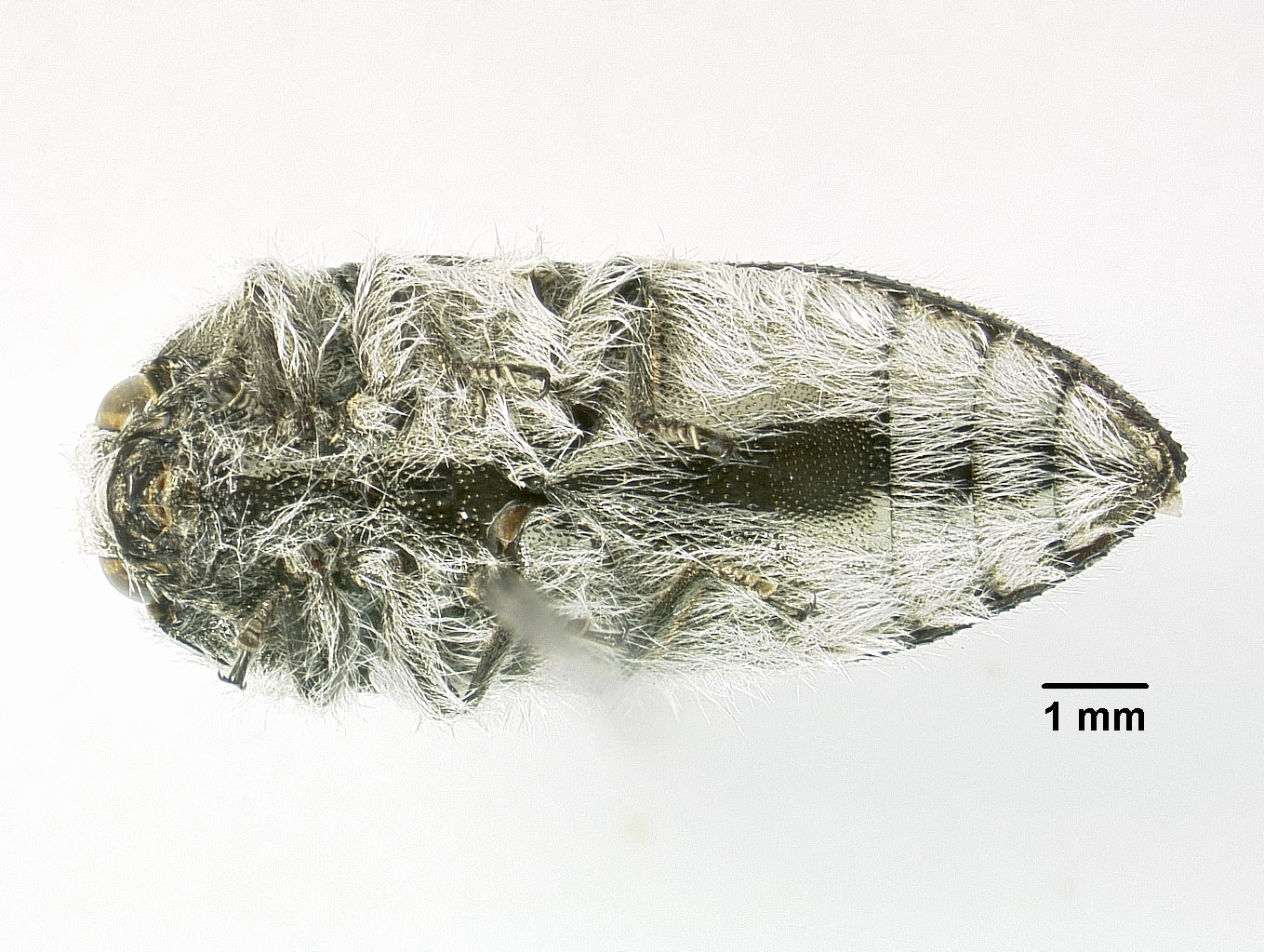 Acmaeodera pubiventris panocheae image