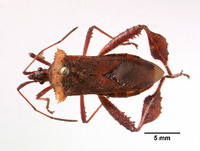 Leptoglossus usingeri image