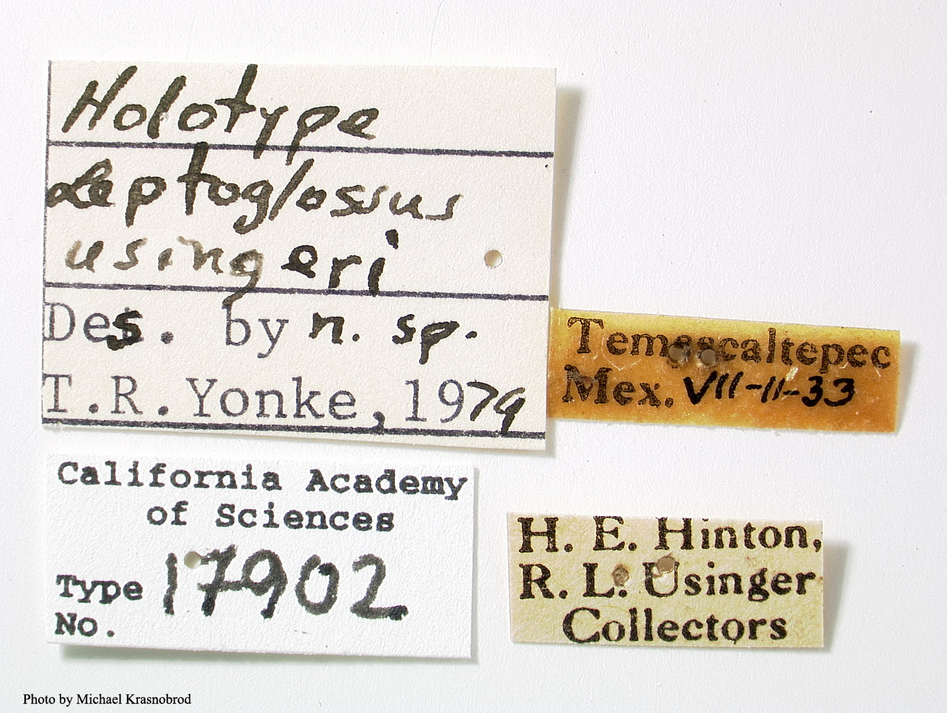 Leptoglossus usingeri image