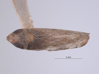 Scaphytopius carenatus image