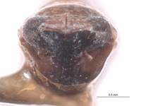 Scaphytopius carenatus image