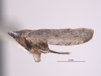 Scaphytopius carenatus image