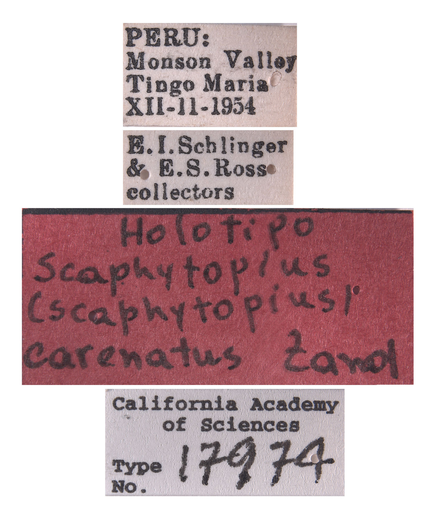 Scaphytopius carenatus image