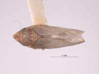 Scaphytopius ferruginosus image