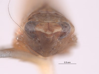 Scaphytopius ferruginosus image
