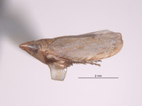 Scaphytopius ferruginosus image