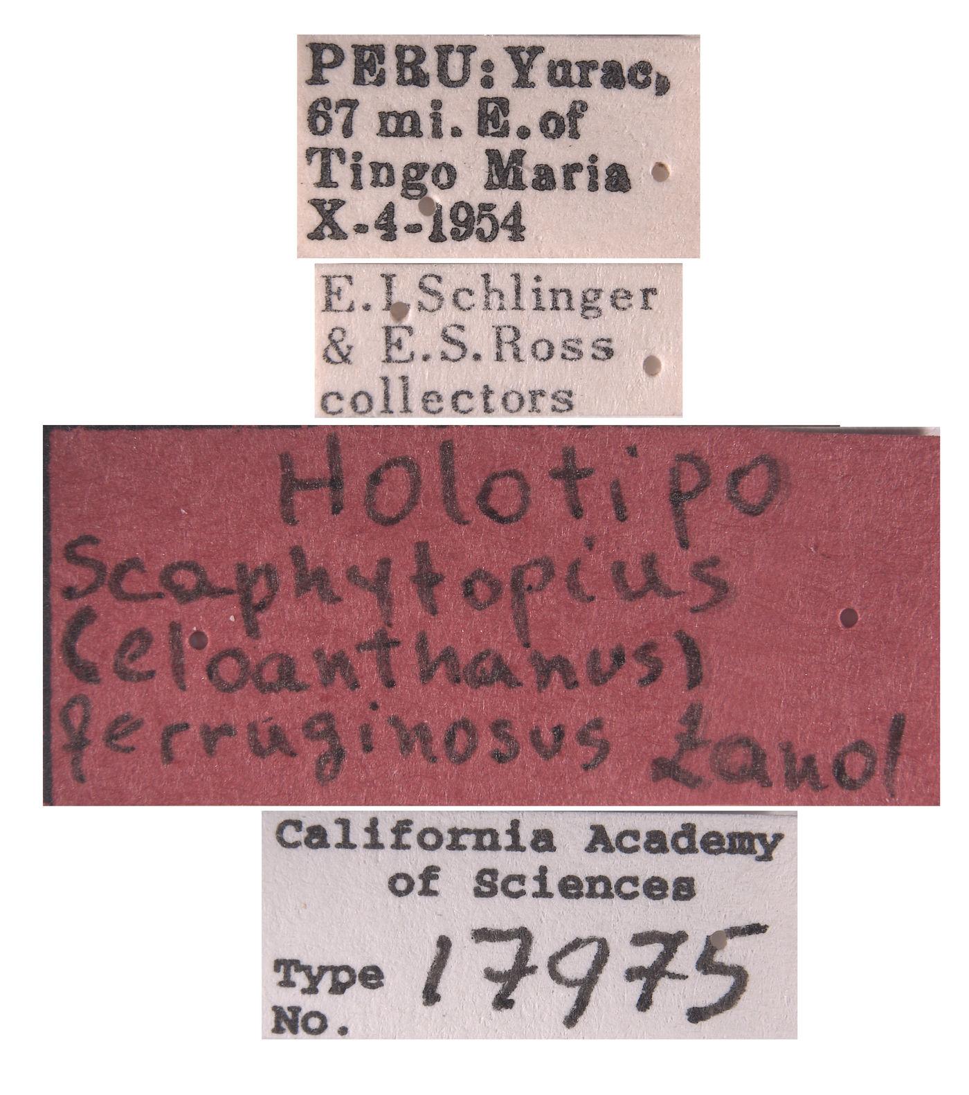 Scaphytopius ferruginosus image