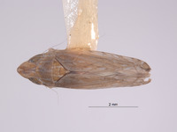Scaphytopius isabellinus image